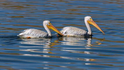Swimming Pelicans - A closeup view of a pair of American White Pelican swimming on a blue lake on a calm Summer day. Bear Creek Lake Park, Denver-Lakewood-Morrison, Colorado, USA.