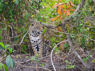 Wild Jaguar standing, portrait in Pantanal, Brazil