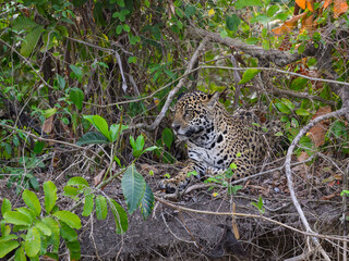 Fototapeta na wymiar Wild Jaguar lying down, portrait in Pantanal, Brazil
