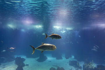 Fish and other marine inhabitants swim in a large aquarium