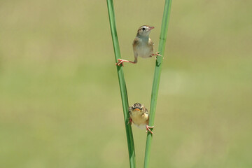 bird on the leaf
