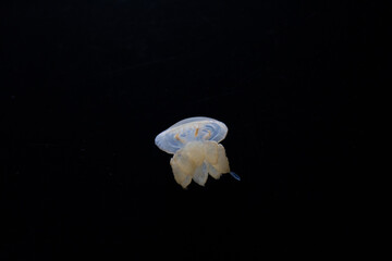 Small lonely jellyfish on a black background