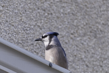 Blue Jay on a Roof