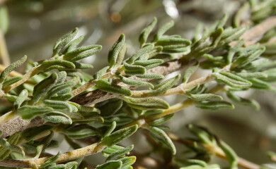 Obraz premium Close-up, macro image of a sprig of thyme