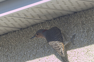 Northern Flicker on the Side of a House