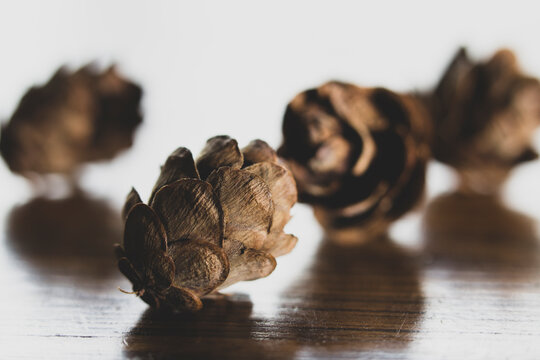 Close-up, macro image of Small Pinecones
