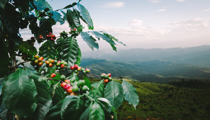 Coffee tree with fresh arabica coffee bean in coffee plantation on the mountain at northern of Chiang Rai, Thailand. - obrazy, fototapety, plakaty