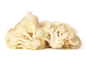 oyster mushroom on white background