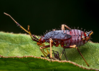 Macrophotography of a Red-spotted Plant Bug nymph (Deraeocoris ruber) on a green leaf. Extremely...