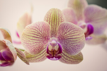 Fototapeta na wymiar Beautiful orchid flower - natural beauty concept. Botanical macro photofraphy