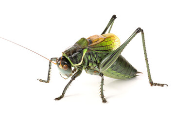 grasshopper on white background