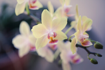 Fototapeta na wymiar Beautiful orchid flower - natural beauty concept. Botanical macro photofraphy