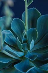 Succulent macro photo. Deep green natural plant. 