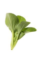 Pok Choi on white background