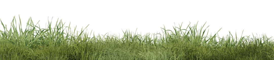 Evergreen grass field in nature,  meadow in springtime, Tropical forest isolated on transparent background - PNG file, 3D rendering illustration for create and design or etc