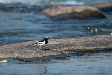 White-browed wagtail or large pied wagtail (Motacilla maderaspatensis) observed on the banks of the Tungabhadra river in Hampi in Karnataka, India