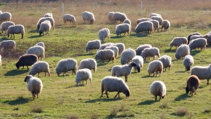 Sheep on the field, grazing. Flock of Ovis aries on the pasture with green grass. Organic farm with domestic animals in rural countryside.