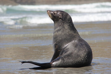 eared seal sitting on beach in new zealand