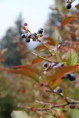 blueberries on a bush