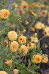 orange dahlia flowers in garden