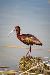 white faced ibis