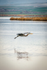 great blue heron