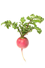 Red radish. Isolated over white background