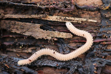 Blunt-tailed snake millipede (Tamamohiratayasude) larvae overwinter among rotten fallen trees. Close up macro photography.