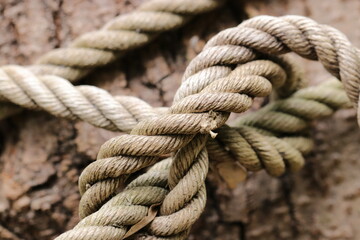 Fototapeta na wymiar Old rope knots tied to bind trees together in the forest. Close up image texture.