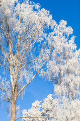 Trees covered with frost. Frozen white tree branches