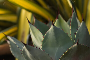 cactus growing winter sunset dusk