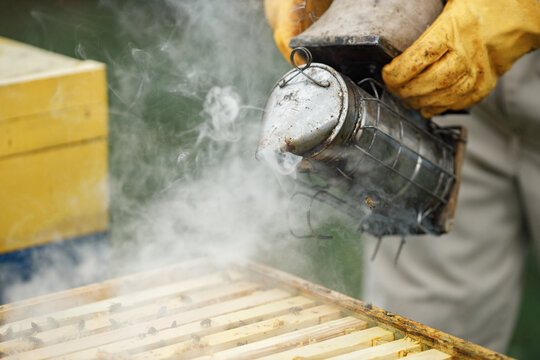 Cropped photo of bee smoker in hands of beekeeper on the apiary