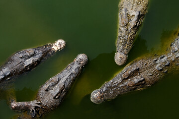Head and body of several crocodiles Crocodile pokes its head into the river.wildlife and environment concept