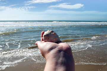 Hand holding a seashell on the beach with blue sky background.