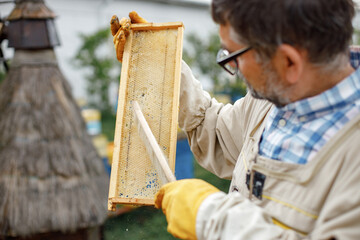 Farmer wearing bee suit cleaning honeycomb frame with brush - Powered by Adobe