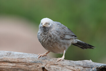 Yellow-billed babbler (Argya affinis) observed in Hampi in Karnataka, India