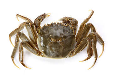 Crab on white background