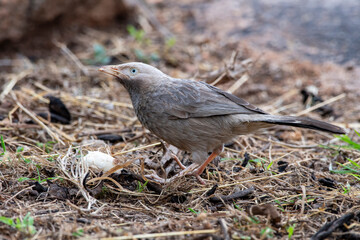 Yellow-billed babbler (Argya affinis) observed in Hampi in Karnataka, India