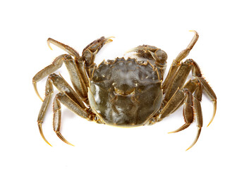 Crab on white background