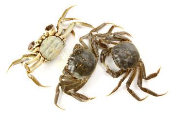 Crab on white background
