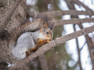 The squirrel with nut sits on tree in the winter or late autumn