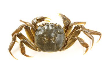Crab on white background