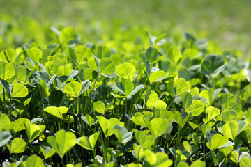 Obraz premium wild clover