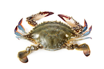 Crab on white background