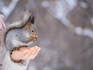 Fototapeta premium Girl feeds a squirrel with nuts at winter. Caring for animals in winter or autumn.