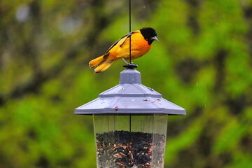 Baltimore Oriole bird