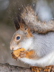 The squirrel with nut sits on tree in the winter or late autumn. Portrait of the squirrel close-up