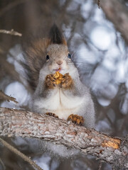 The squirrel with nut sits on tree in the winter or late autumn