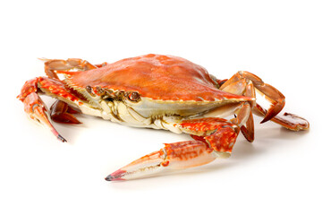 steamed crab on white background