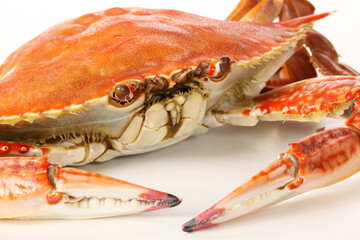 steamed crab on white background